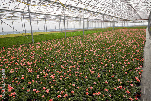 viele bunte pelargonien in einem glashaus in einer gärtnerei