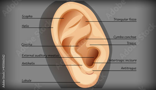 Anatomy of external ear