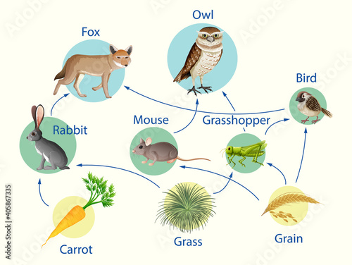 Education poster of biology for food chains diagram