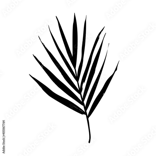 Isolated palm leaf silhouette. Rough texture.