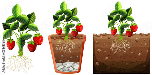 Set of strawberry plant with roots isolated on white background