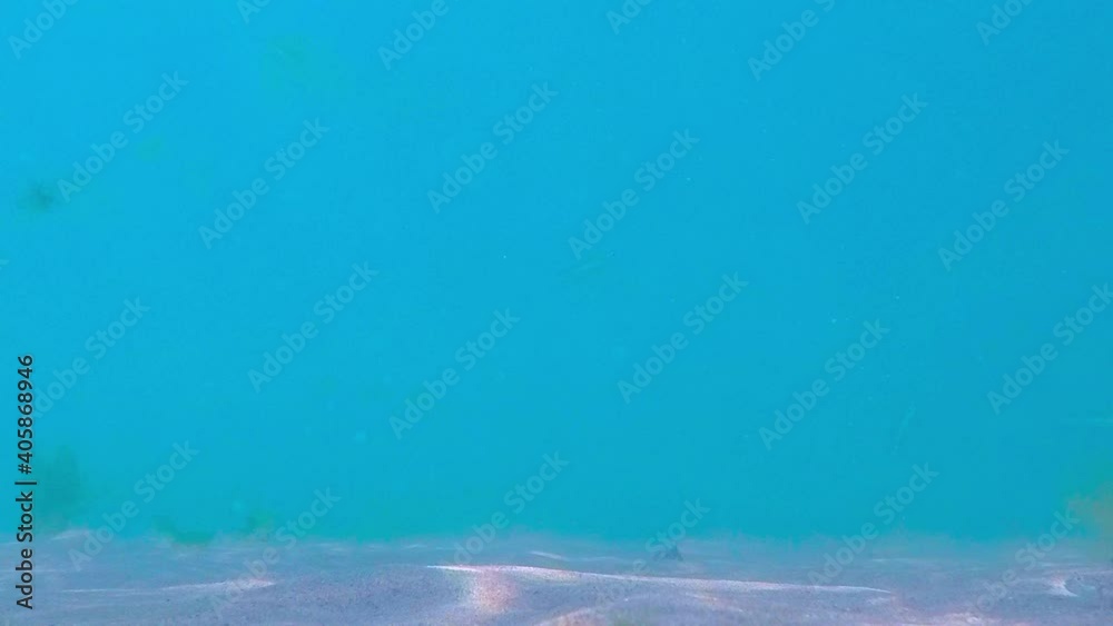 View of marine life at the bottom of the sea
View of marine life at the bottom of the sea