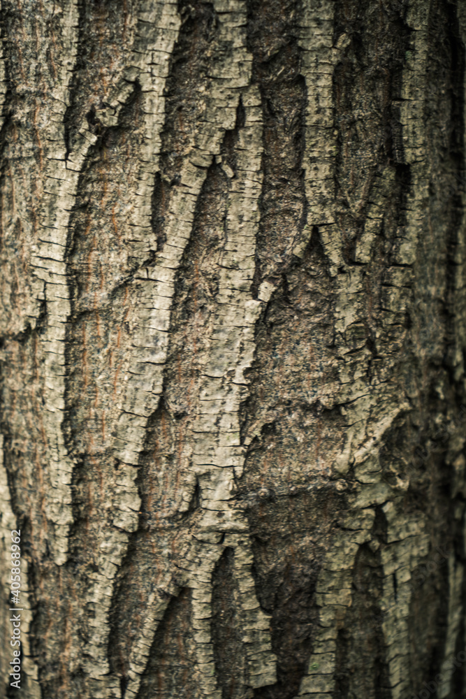 Close-Up of Brown Tree Bark Texture with Natural Patterns Close-Up of Brown Tree Bark Texture with Natural Patterns