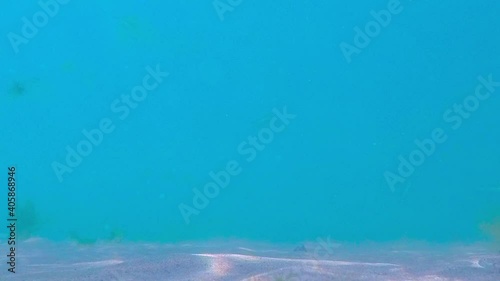 View of marine life at the bottom of the sea
