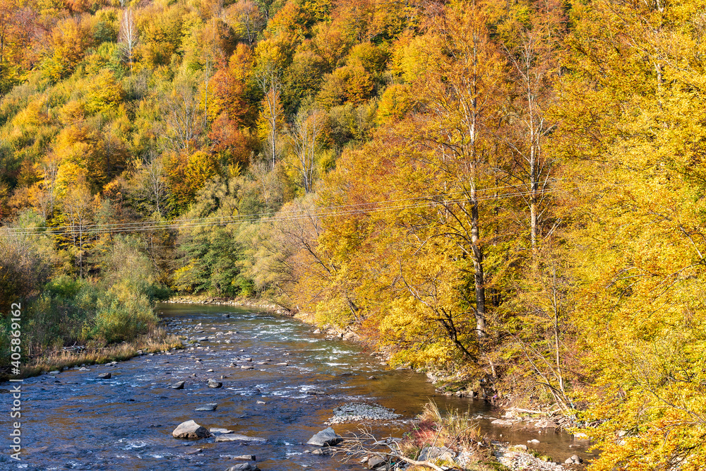 Autumn landscape in a mountain valley - yellow and red trees combined with green needles along the banks of the river with rocky banks. Colorful autumn landscape scene in the Ukrainian Carpathians.