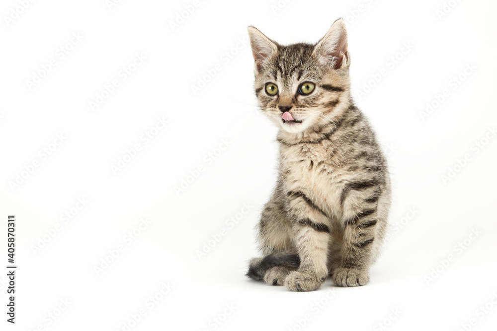 Obraz premium Little tabby (European Shorthair) kitten isolated on white background.