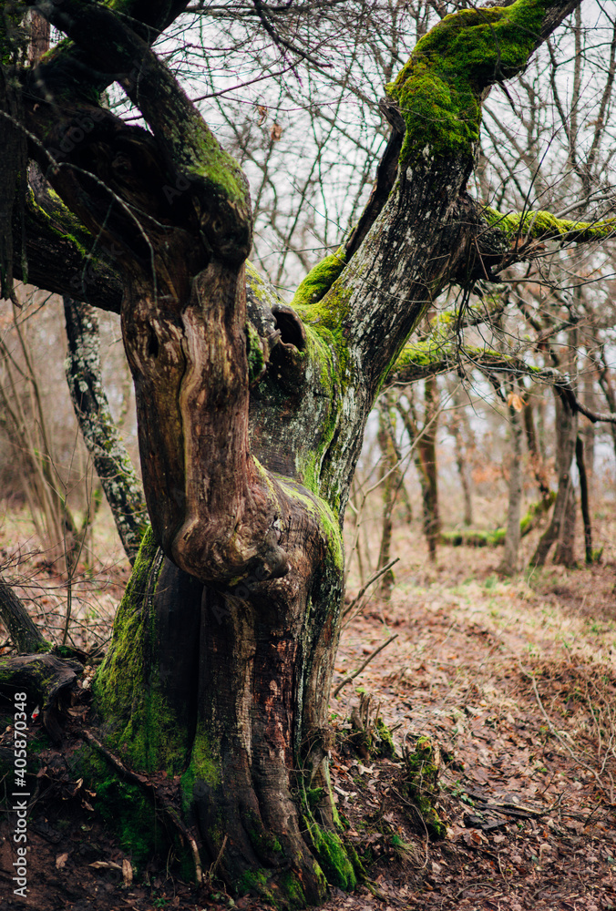 Forest landscape with mossy trees Forest landscape with mossy trees