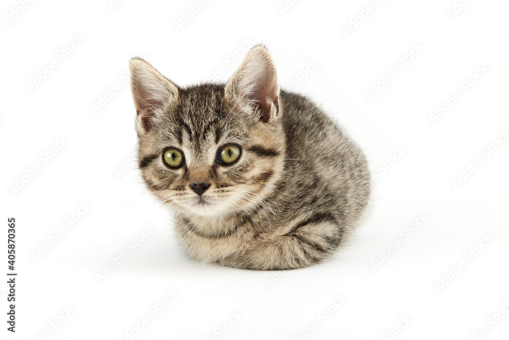 Little tabby (European Shorthair) kitten isolated on white background. Little tabby (European Shorthair) kitten isolated on white background.