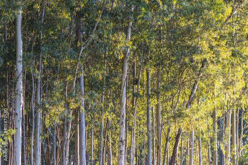 Eucalyptus cultivation throughout Brazil