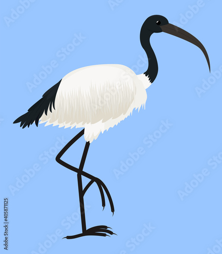 Cartoon vector icon of ibis isolated on blue. Sacred bird of Egypt, with long legs and narrow beak. Tropical African fauna