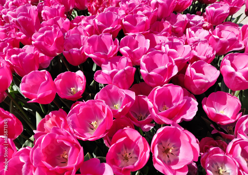 Pink tulips flowers.