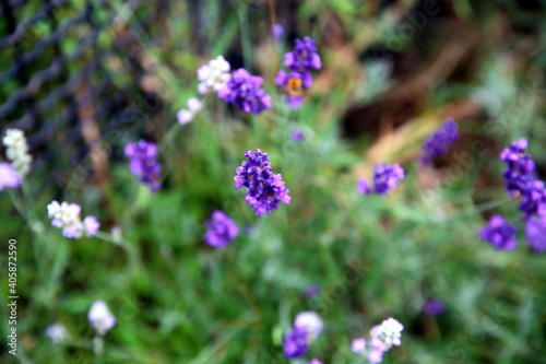 Selective focus on a lavender bush and its blue-violet flowers