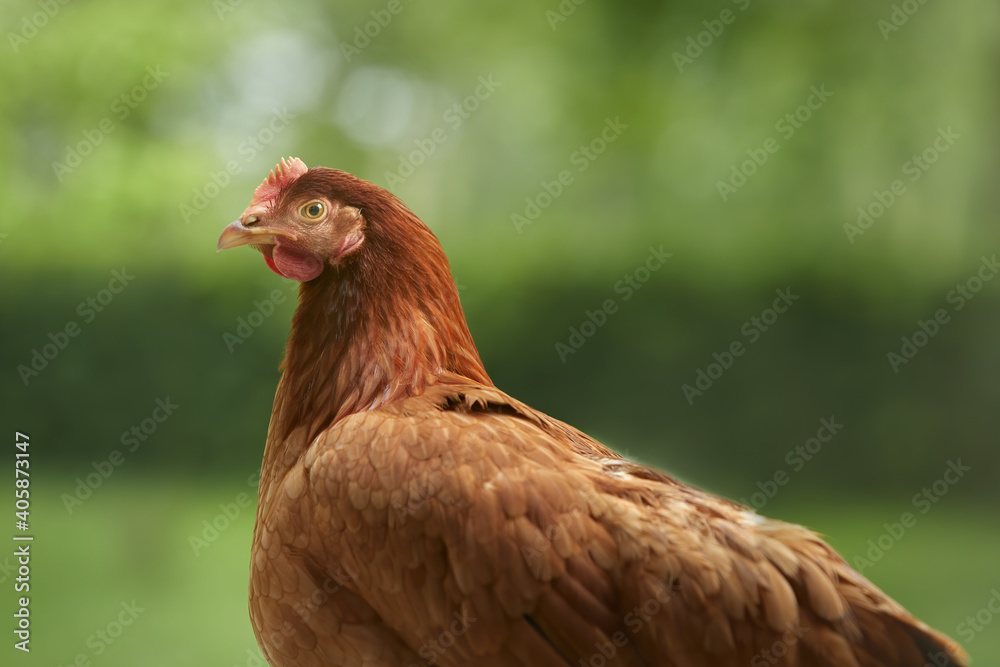 Young brown chicken against bokeh background Young brown chicken against bokeh background