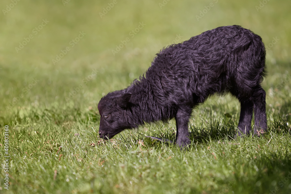 Young black ouessant sheep grazing in grass Young black ouessant sheep grazing in grass