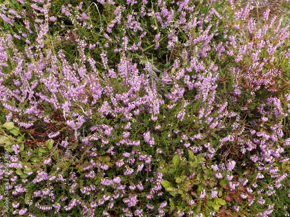 (Calluna vulgaris) Tapis de Bruyère sauvage ou callune rose recouvrant les pentes et pâturages de Forêt-Noire en Allemagne (Calluna vulgaris) Tapis de Bruyère sauvage ou callune rose recouvrant les pentes et pâturages de Forêt-Noire en Allemagne