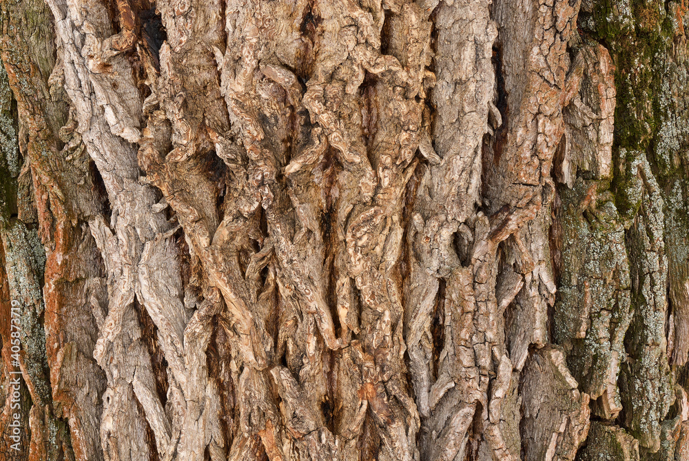Cracked tree bark in light color. With deep grooves. Moss coating. Wood texture, closeup. Cracked tree bark in light color. With deep grooves. Moss coating. Wood texture, closeup.