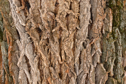 Cracked tree bark in light color. With deep grooves. Moss coating. Wood texture, closeup.