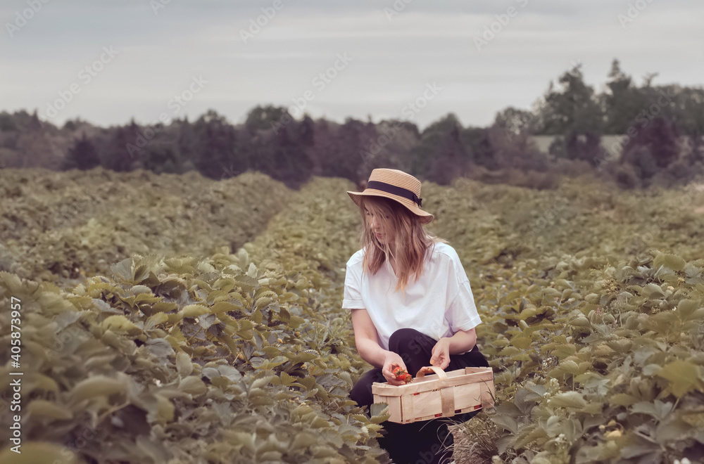 profile view of a modern young woman in the garden who is picking ripe strawberries.The harvest eco-friendly.Manual labor.Agricultural industry.Outdoor