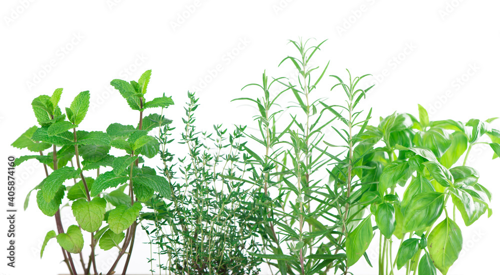 Fresh green kitchen herbs isolated over white background