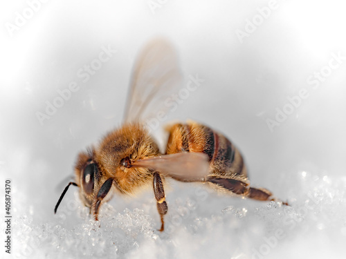 Biene versucht im Winter Wasser zu sammeln Ansicht seitlich Flügel abgespreizt