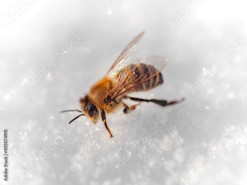 Biene versucht im Winter Wasser zu sammeln Ansicht diagonal