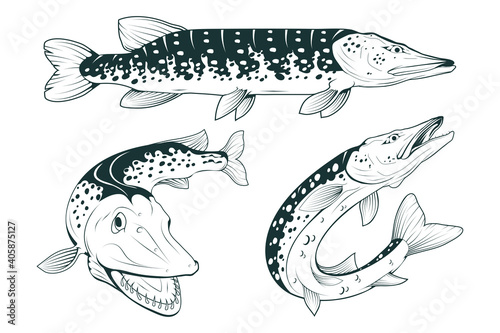 Pike Image. Northern pike. Fish monster. Sketch for mascot, logo or symbol. Pike fishing. Sport fishing club. Vector graphics to design