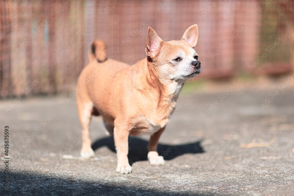 brown chihuahua stand on floor. small dog in asian house. brown chihuahua stand on floor. small dog in asian house.
