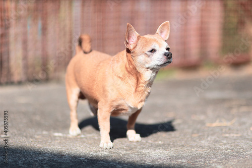 brown chihuahua stand on floor. small dog in asian house.  © Thongtawat
