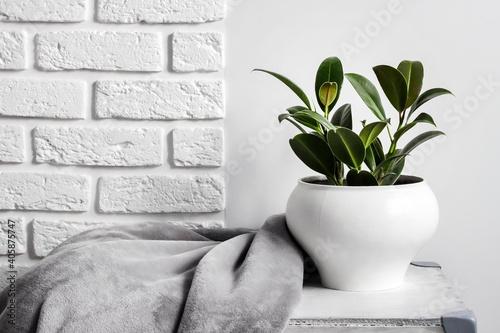 Young rubber plant (Ficus elastica) in white flower pot with gray soft fleece blanket near it photo