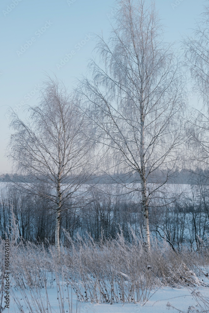 Beautiful nature of the North, natural landscape with large trees in frosty winter Beautiful nature of the North, natural landscape with large trees in frosty winter