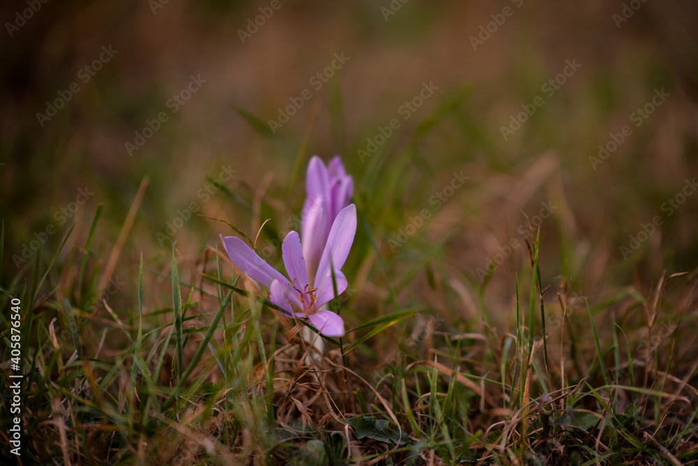 the crocus bloomed in the meadow. Colchicum autumnale purple wild flower in sunlight the crocus bloomed in the meadow. Colchicum autumnale purple wild flower in sunlight