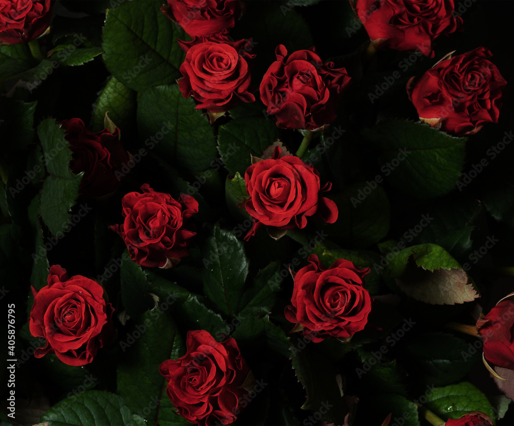 Red roses background. A bouquet of beautiful and selective roses. Rose as a symbol of love and beauty Red roses background. A bouquet of beautiful and selective roses. Rose as a symbol of love and beauty