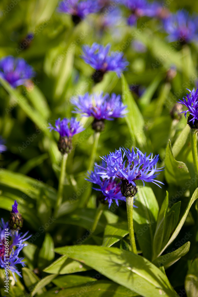 Blue flowers cornflowers in the garden. Cornflower in the flowerbed. Summer wildflower. Blue flowers cornflowers in the garden. Cornflower in the flowerbed. Summer wildflower.