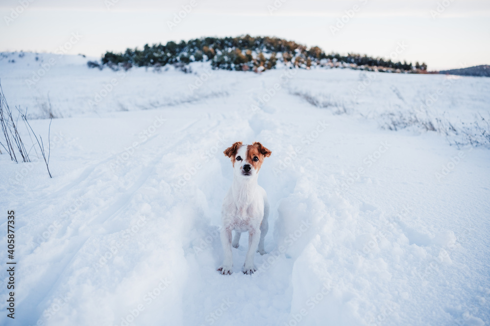 cute jack russell dog in snowy mountain at sunset. Pets in nature, winter season