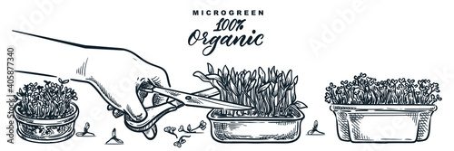 Human hand cuts microgreen sprouts. Sketch vector hand drawn illustration. Natural organic food growing concept