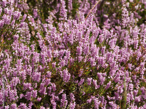 (Calluna vulgaris) Tapis de bruyère sauvage d'été rose aux petites feuilles vertes en forme de petites aiguilles écailleuses