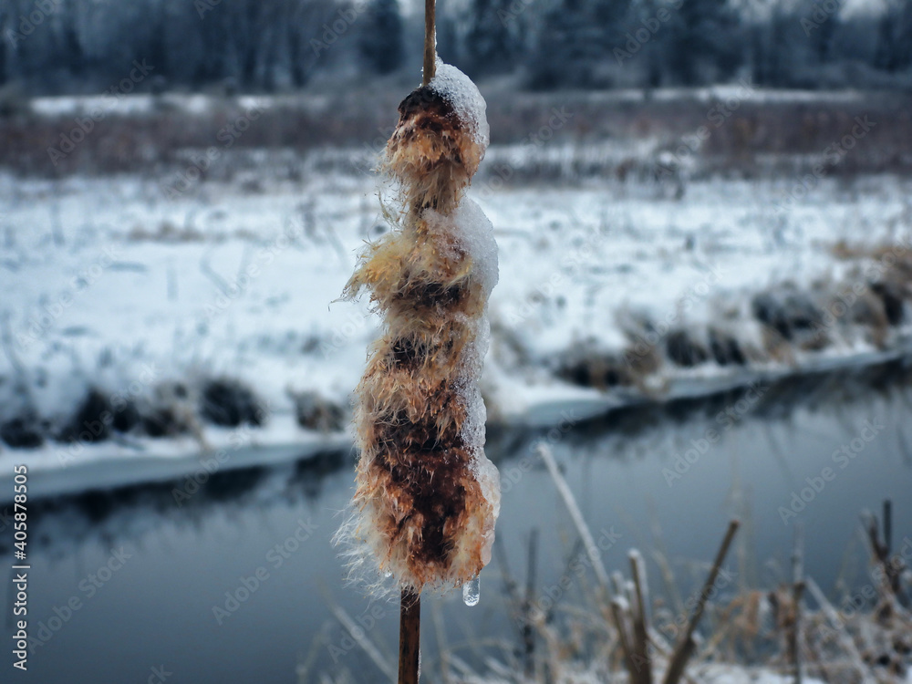 Burst Cattail Frozen Alongside a River in Winter: A cattail burst open in winter, frozen in time and snow and ice covered in close up with river in the background Burst Cattail Frozen Alongside a River in Winter: A cattail burst open in winter, frozen in time and snow and ice covered in close up with river in the background