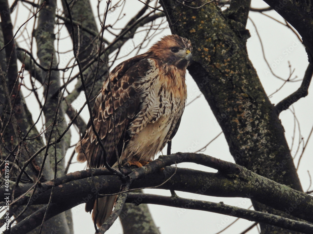Red-Tailed Hawk Wet from Rain Perched: On a rainy day, a red-tailed hawk showing wet feathers sits perched in a bare tree on an late fall day Red-Tailed Hawk Wet from Rain Perched: On a rainy day, a red-tailed hawk showing wet feathers sits perched in a bare tree on an late fall day