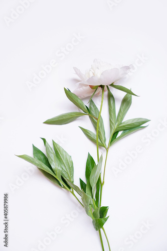 Fresh white peony on grey background with copy space