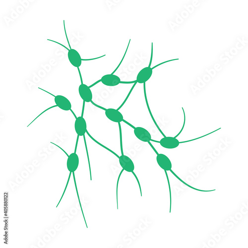 Lymph nodes concept