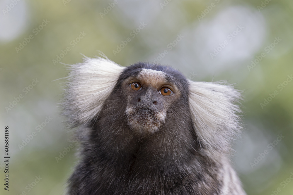 The common marmoset is a New World monkey. (Callithrix jacchus) Portrait of a little monkey Isolated on blurred background. The common marmoset is a New World monkey. (Callithrix jacchus) Portrait of a little monkey Isolated on blurred background.