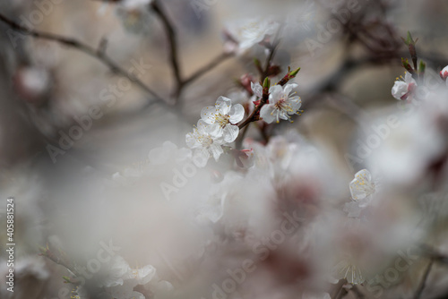 Nice white apricot spring flowers branch macro photography nature awakening © Serhii