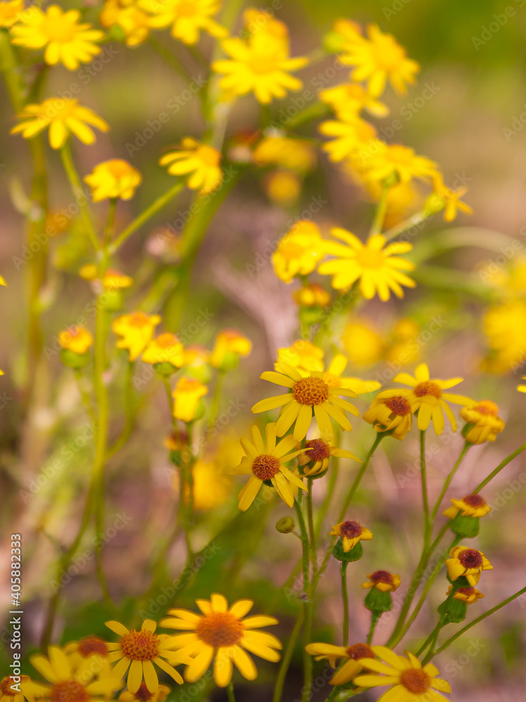 Obraz premium yellow flowers
