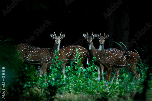 The spotted deer