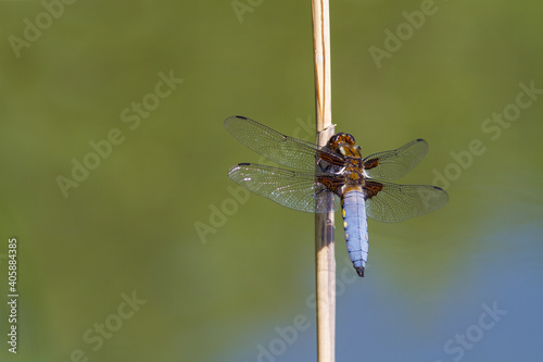 A male Broad bodied Chaser dragonfly (Libellula depressa) resting on a dead twig against a blurred natural background. Slovakia photo