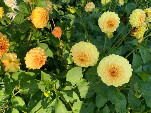 yellow delia flower photo