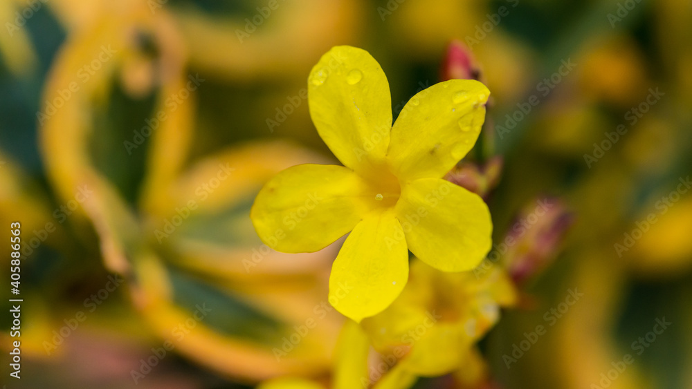 Fototapeta premium Bright Jasmine