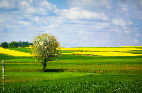field of yellow flowers