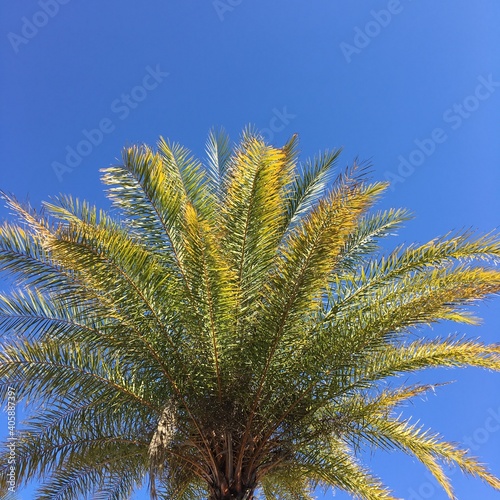 palm tree against blue sky