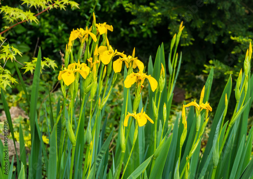 Flag Iris